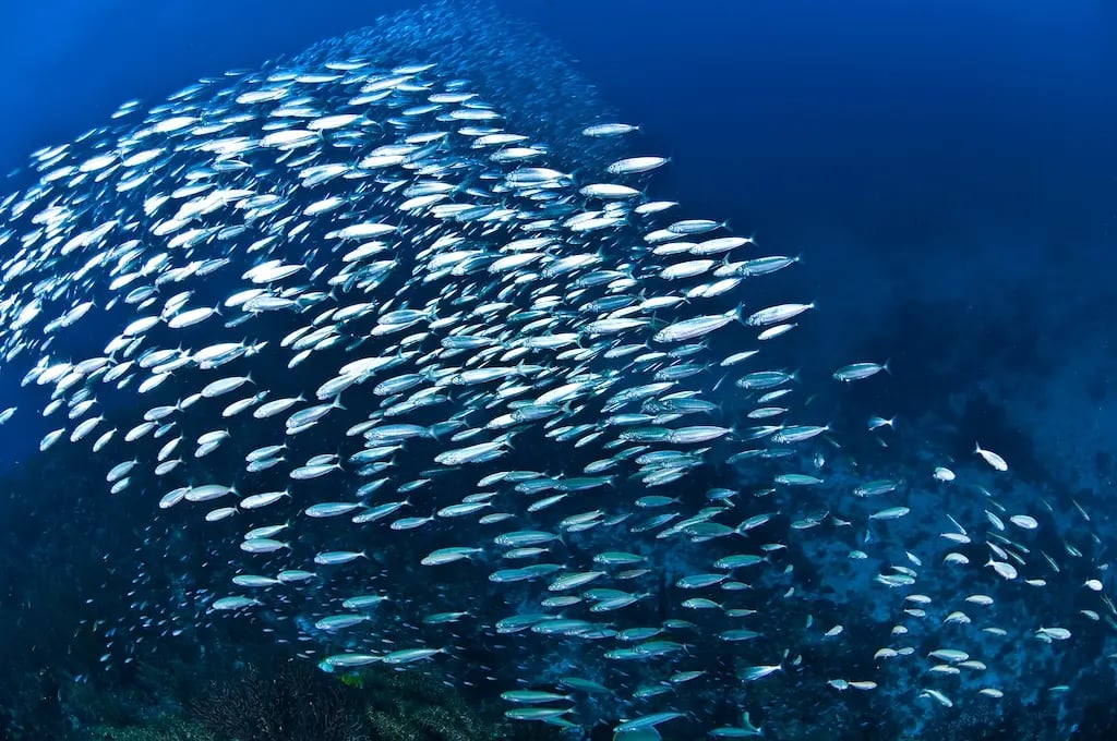 Large school of silver fish swimming together in deep blue ocean water, forming a dense, flowing pattern above a coral reef.