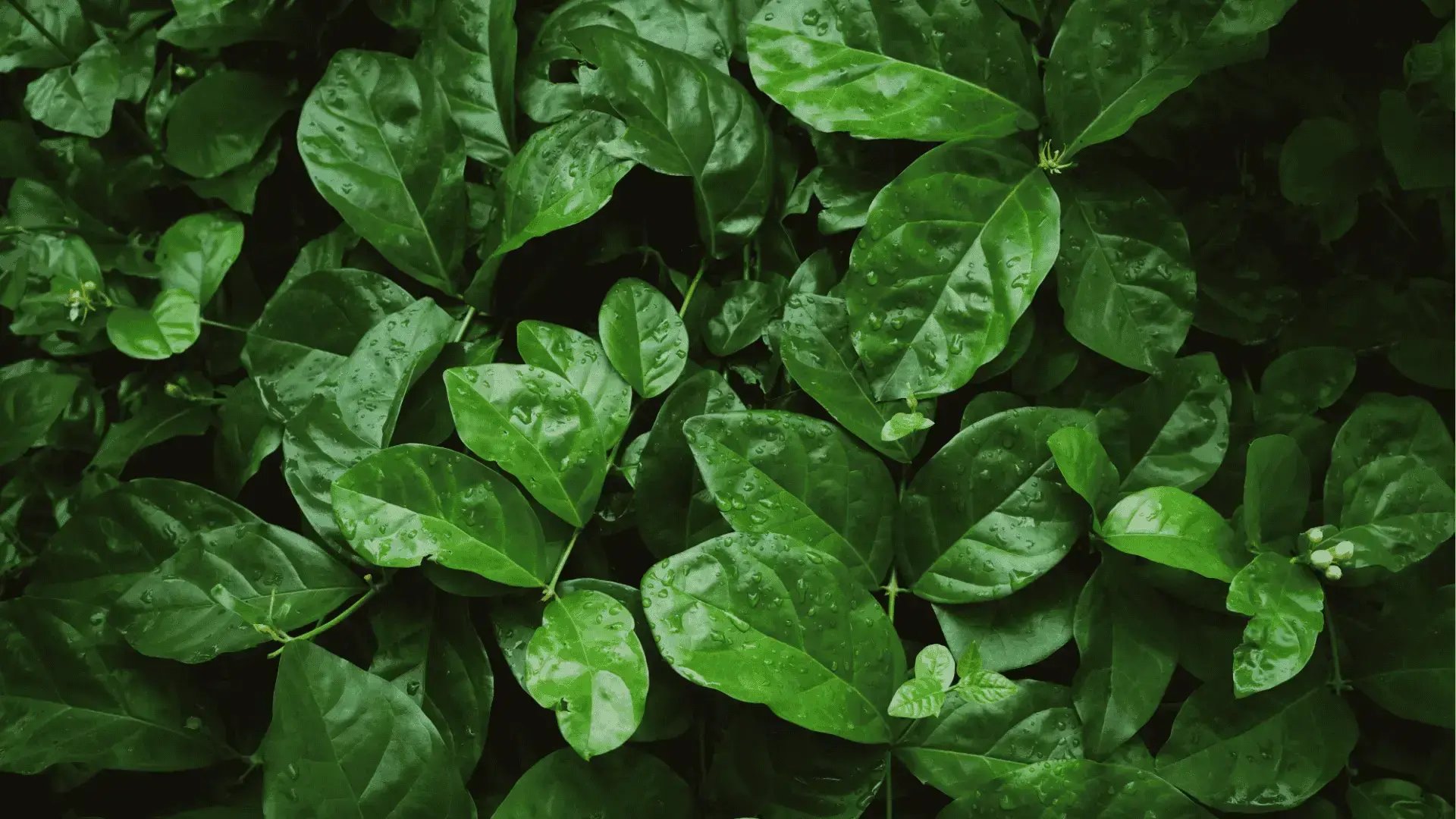 Close-up of lush green leaves with water droplets after rain, creating a fresh natural foliage background.