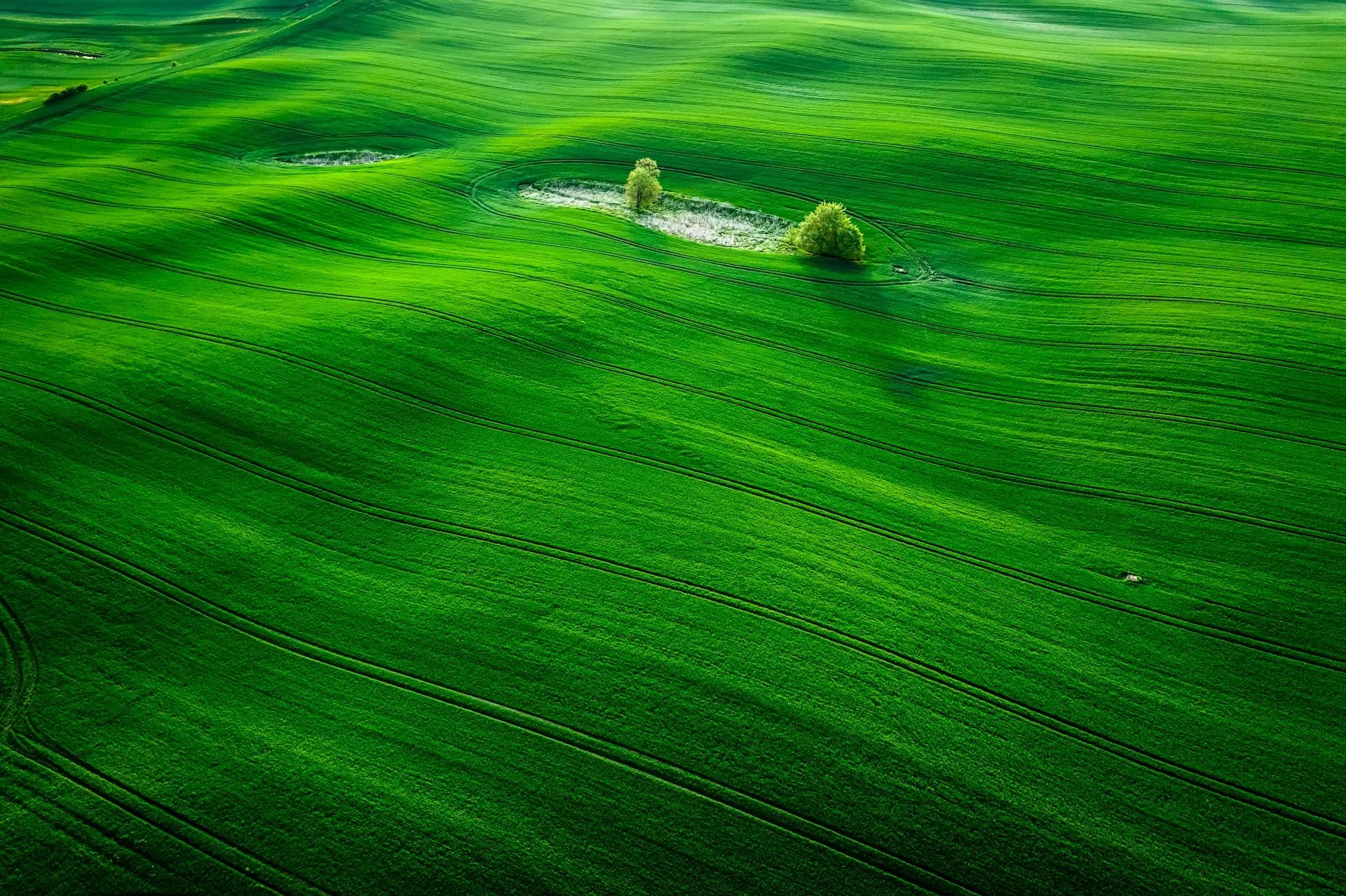 Aerial view of rolling green fields with visible tractor lines, dotted with a few small trees and patches of lighter vegetation, creating a calm, patterned rural landscape.