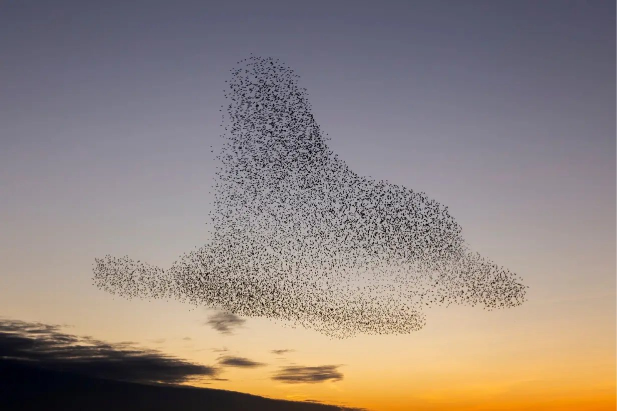 A large flock of birds flying together forms an abstract shape in the sky during sunset.